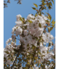 Zierkirsche 'Sunset Boulevard' | Prunus serrulata 'Sunset Boulevard' Zierkirsche 'Sunset Boulevard' | Prunus serrulata 'Sunset Boulevard'