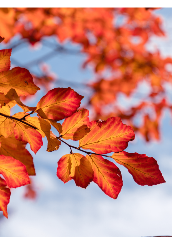 Eisenholzbaum 'Vanessa' | Parrotia persica 'Vanessa'
