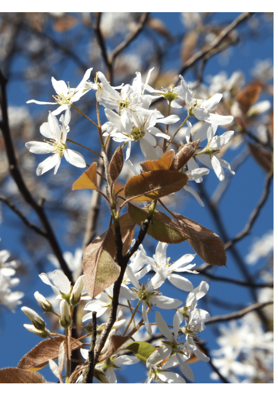 Mehrstämmige Felsenbirne 'Robin Hill' | Amelanchier arborea 'Robin Hill'