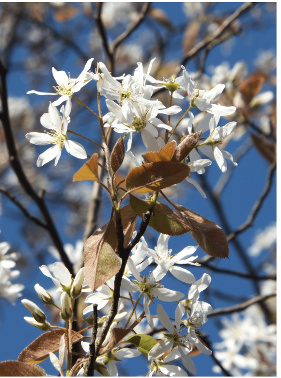 Felsenbirne 'Robin Hill' - Mehrstämmig | Amelanchier arborea 'Robin Hill' Felsenbirne 'Robin Hill' - Mehrstämmig | Amelanchier arborea 'Robin Hill'
