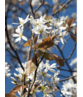 Mehrstämmige Felsenbirne 'Robin Hill' | Amelanchier arborea 'Robin Hill' Mehrstämmige Felsenbirne 'Robin Hill' | Amelanchier arborea 'Robin Hill'