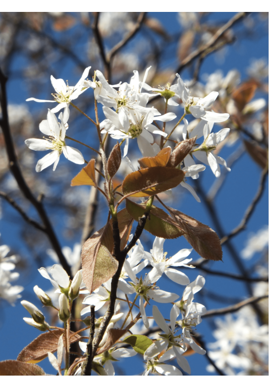 Felsenbirne 'Robin Hill' - Schnee Felsenbirne | Amelanchier arborea 'Robin Hill'