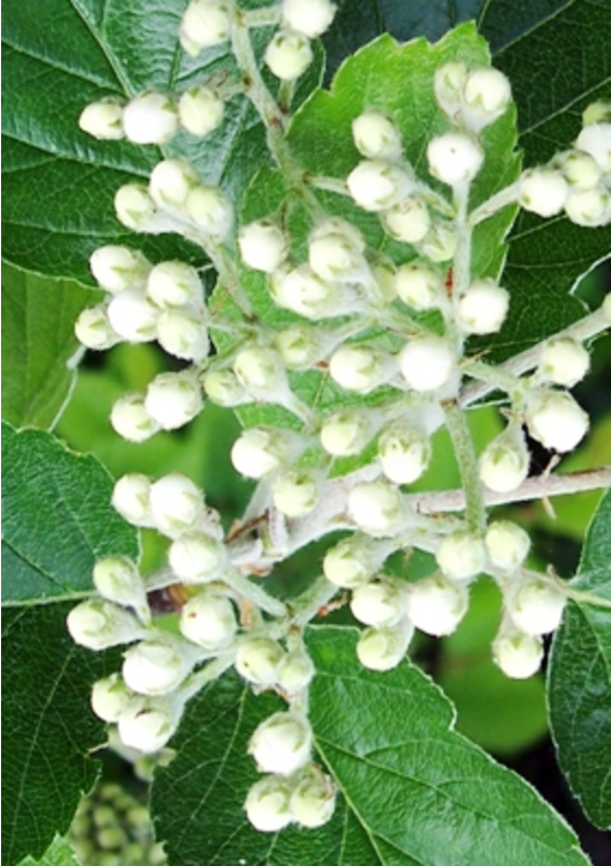 Breitblättrige Mehlbeere 'Henk Vink' | Sorbus latifolia 'Henk Vink'
