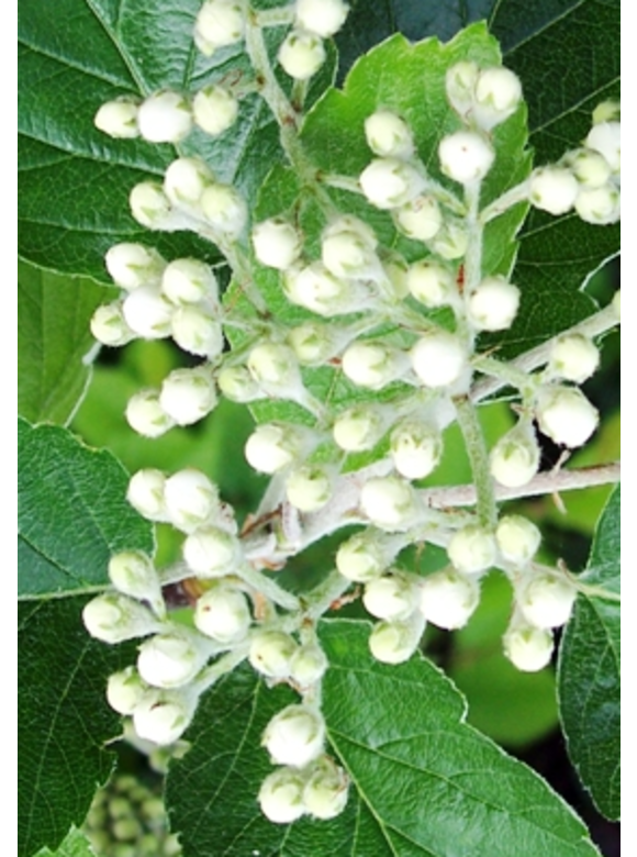Breitblättrige Mehlbeere 'Henk Vink' | Sorbus latifolia 'Henk Vink' Breitblättrige Mehlbeere 'Henk Vink' | Sorbus latifolia 'Henk Vink'