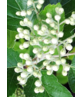 Breitblättrige Mehlbeere 'Henk Vink' | Sorbus latifolia 'Henk Vink'
