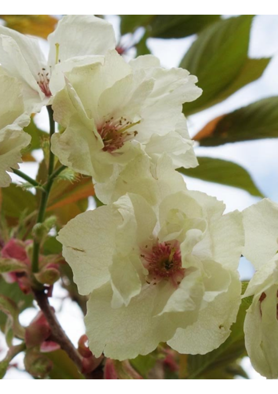 Japanische Zierkirsche Mehrstämmig 'Ukon'| Prunus serrulata 'Ukon'