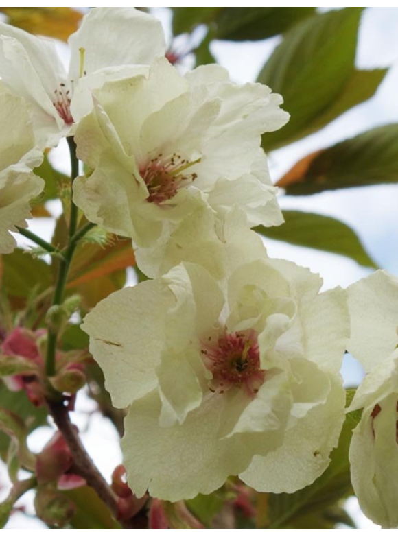 Japanischer Zierkirsche 'Ukon' - Mehrstämmig | Prunus serrulata 'Ukon' Japanischer Zierkirsche 'Ukon' - Mehrstämmig | Prunus serrulata 'Ukon'