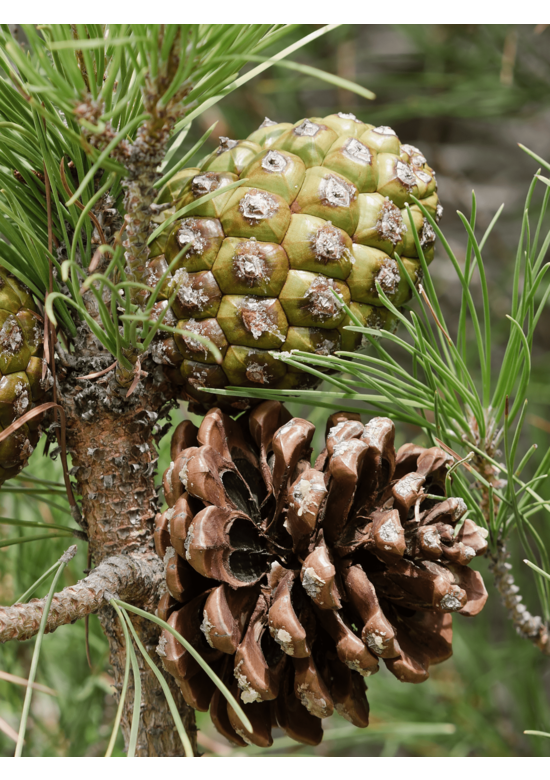 Schirm-Pinie - Mittelmeer-Kiefer | Pinus pinea