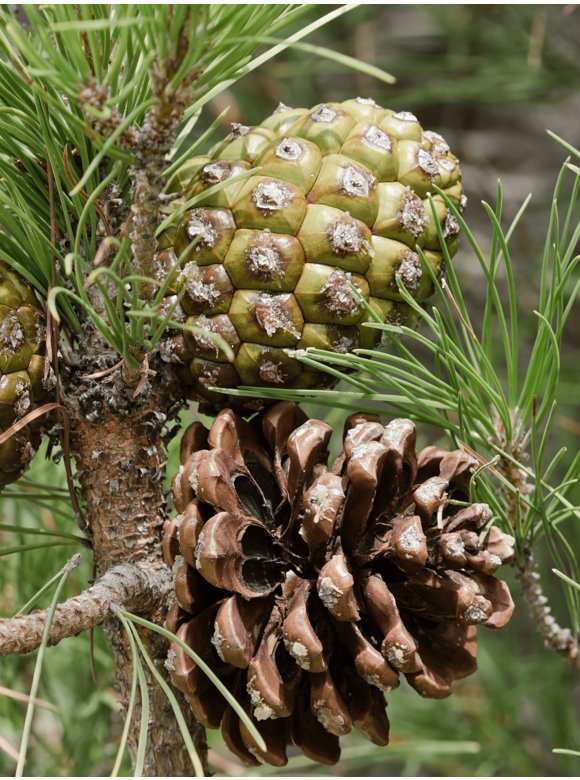 Schirm-Pinie - Mittelmeer-Kiefer | Pinus pinea Schirm-Pinie - Mittelmeer-Kiefer | Pinus pinea