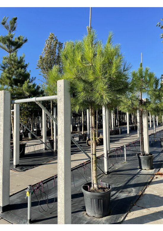 Schirm-Pinie - Mittelmeer-Kiefer | Pinus pinea