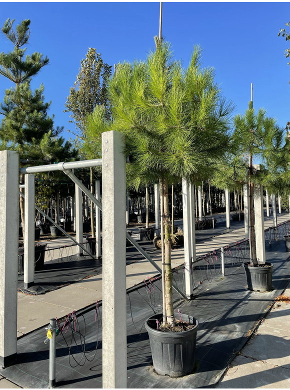 Schirm-Pinie - Mittelmeer-Kiefer | Pinus pinea Schirm-Pinie - Mittelmeer-Kiefer | Pinus pinea