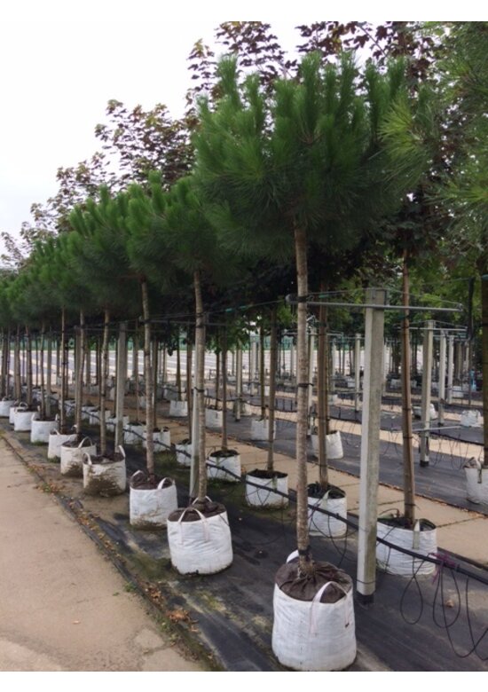 Schirmpinie | Pinus pinea