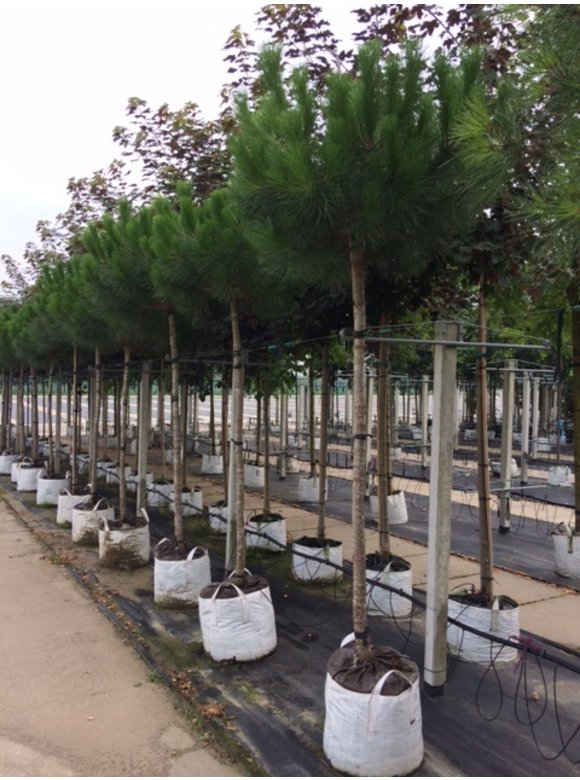 Schirm-Pinie - Mittelmeer-Kiefer | Pinus pinea Schirm-Pinie - Mittelmeer-Kiefer | Pinus pinea