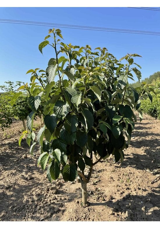Taschentuchbaum Mehrstämmig | Davidia involucrata