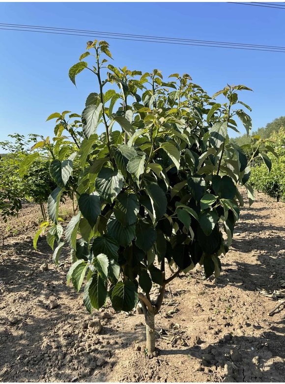 Taschentuchbaum - Mehrstämmig | Davidia involucrata Taschentuchbaum - Mehrstämmig | Davidia involucrata