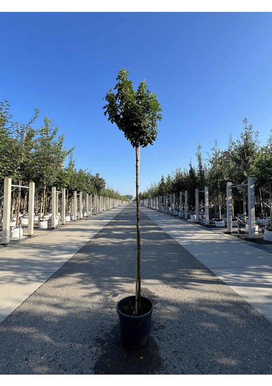 Kugel Feldahorn 'Annys Globe' | Acer campestre 'Annys Globe'