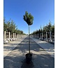 Kugel Feldahorn 'Annys Globe' | Acer campestre 'Annys Globe' Kugel Feldahorn 'Annys Globe' | Acer campestre 'Annys Globe'