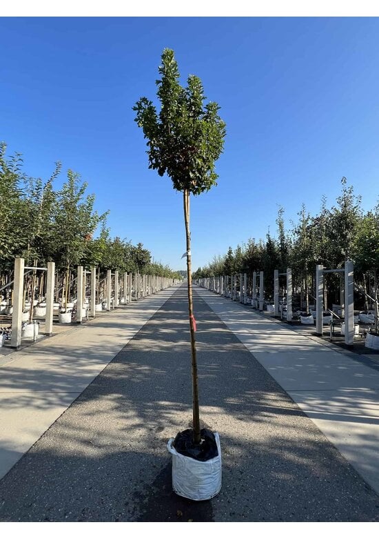 Kugel Feldahorn 'Annys Globe' | Acer campestre 'Annys Globe'