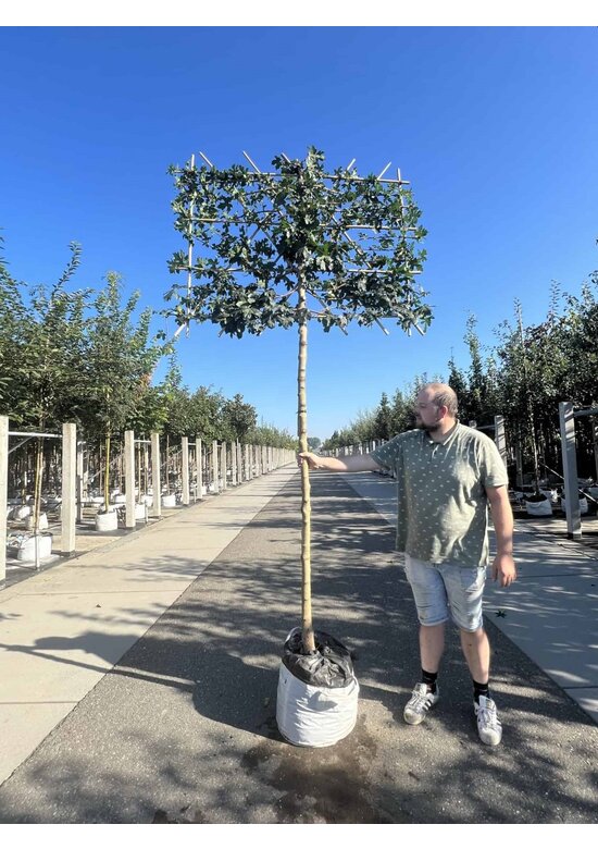 Feldahorn Spalier | Acer campestre