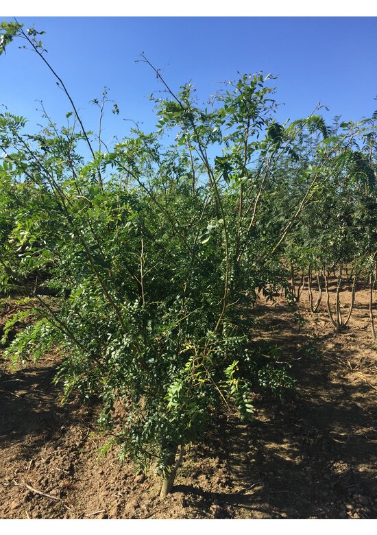 Lederhülsenbaum 'Skyline' - Mehrstämmig | Gleditsia triacanthos 'Skyline'