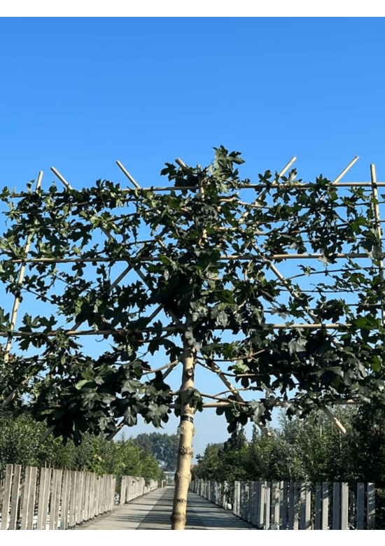 Feldahorn Spalier | Acer campestre