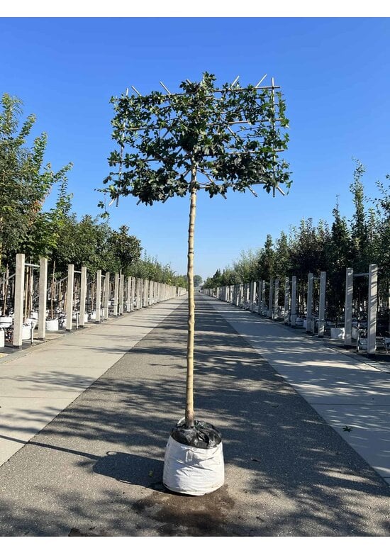 Feldahorn Spalier | Acer campestre