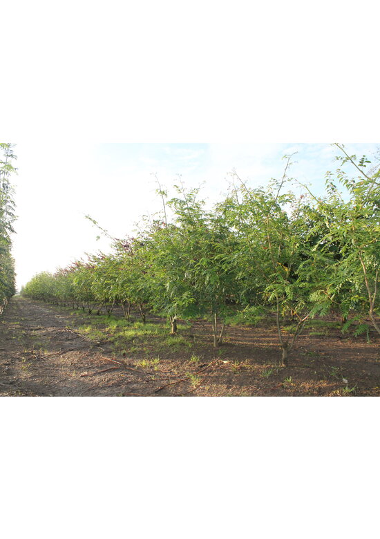 Lederhülsenbaum 'Inermis' - Mehrstämmig | Gleditsia triacanthos 'Inermis'