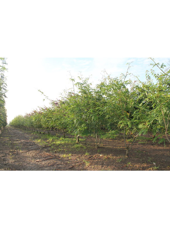 Lederhülsenbaum 'Inermis' - Mehrstämmig | Gleditsia triacanthos 'Inermis' Lederhülsenbaum 'Inermis' - Mehrstämmig | Gleditsia triacanthos 'Inermis'