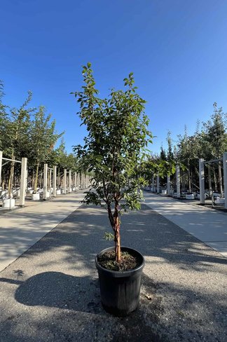 Zimtahorn - Mehrstämmig | Acer griseum Zimtahorn - Mehrstämmig | Acer griseum