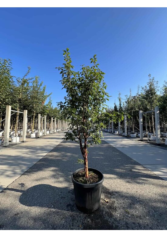 Zimtahorn - Mehrstämmig | Acer griseum Zimtahorn - Mehrstämmig | Acer griseum