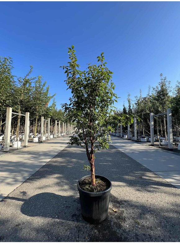 Zimtahorn - Mehrstämmig | Acer griseum Zimtahorn - Mehrstämmig | Acer griseum