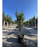Zimtahorn - Mehrstämmig | Acer griseum Zimtahorn - Mehrstämmig | Acer griseum