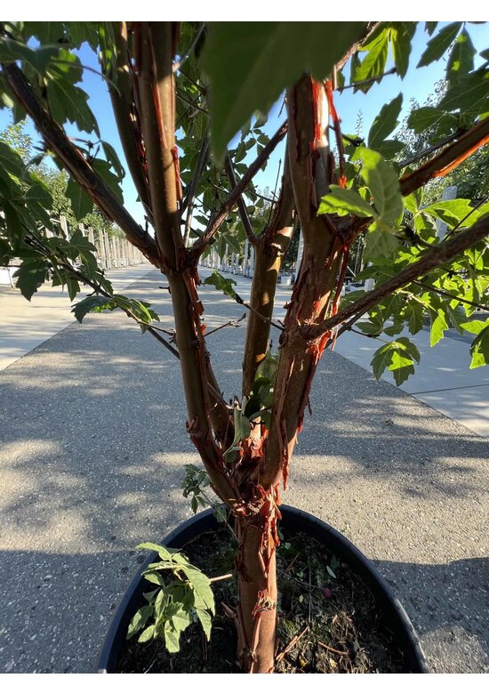 Zimtahorn - Mehrstämmig | Acer griseum