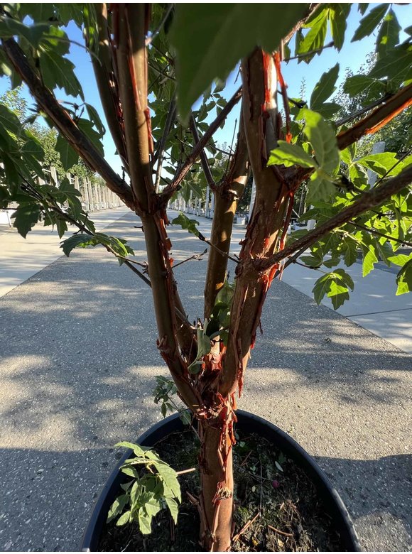 Zimtahorn - Mehrstämmig | Acer griseum Zimtahorn - Mehrstämmig | Acer griseum
