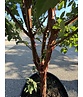Zimtahorn - Mehrstämmig | Acer griseum Zimtahorn - Mehrstämmig | Acer griseum