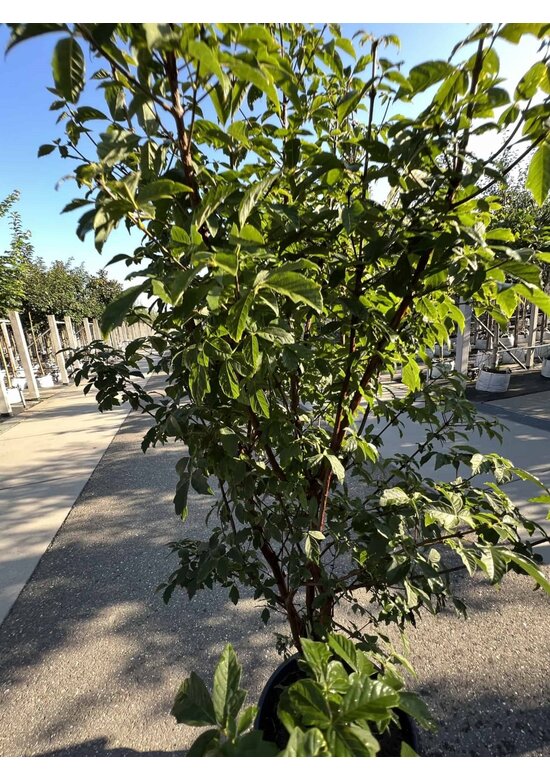 Zimtahorn - Mehrstämmig | Acer griseum