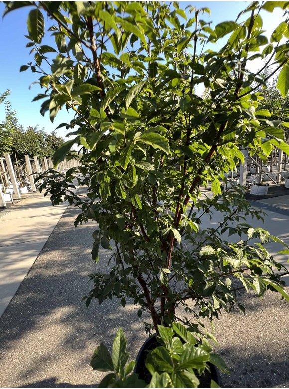 Zimtahorn - Mehrstämmig | Acer griseum Zimtahorn - Mehrstämmig | Acer griseum