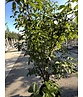 Zimtahorn - Mehrstämmig | Acer griseum Zimtahorn - Mehrstämmig | Acer griseum