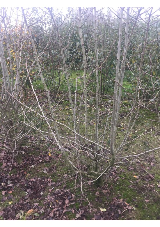 Rotdorn 'Pauls Scarlet' - Mehrstämmig | Crataegus media 'Pauls Scarlet'