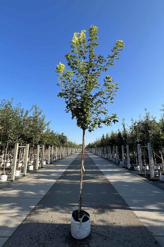 Berg-Ahorn 'Worley' | Acer pseudoplatanus 'Worley' Berg-Ahorn 'Worley' | Acer pseudoplatanus 'Worley'