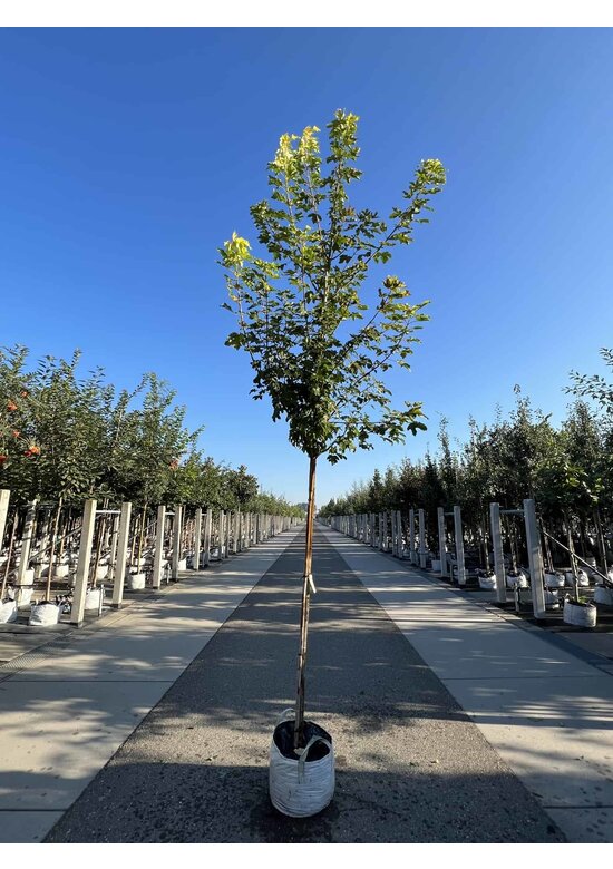 Berg-Ahorn 'Worley' | Acer pseudoplatanus 'Worley'