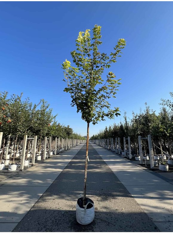 Berg-Ahorn 'Worley' | Acer pseudoplatanus 'Worley' Berg-Ahorn 'Worley' | Acer pseudoplatanus 'Worley'