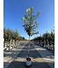 Berg-Ahorn 'Worley' | Acer pseudoplatanus 'Worley' Berg-Ahorn 'Worley' | Acer pseudoplatanus 'Worley'