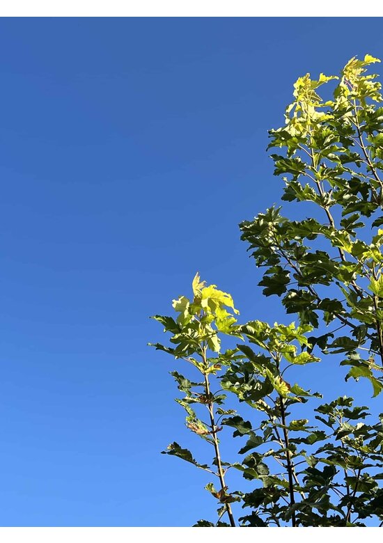 Berg-Ahorn 'Worley' | Acer pseudoplatanus 'Worley'