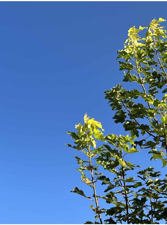 Berg-Ahorn 'Worley' | Acer pseudoplatanus 'Worley' Berg-Ahorn 'Worley' | Acer pseudoplatanus 'Worley'