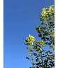 Berg-Ahorn 'Worley' | Acer pseudoplatanus 'Worley' Berg-Ahorn 'Worley' | Acer pseudoplatanus 'Worley'