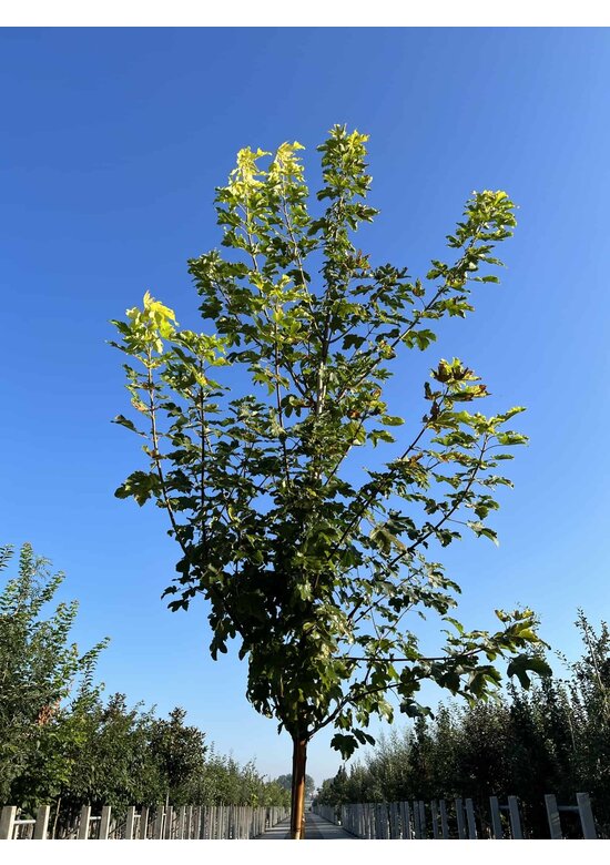 Berg-Ahorn 'Worley' | Acer pseudoplatanus 'Worley'