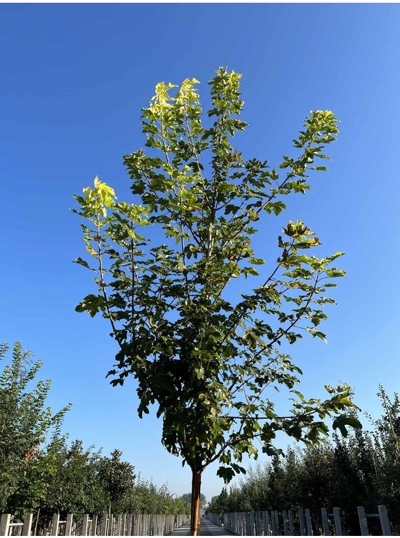 Berg-Ahorn 'Worley' | Acer pseudoplatanus 'Worley' Berg-Ahorn 'Worley' | Acer pseudoplatanus 'Worley'