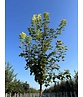 Berg-Ahorn 'Worley' | Acer pseudoplatanus 'Worley' Berg-Ahorn 'Worley' | Acer pseudoplatanus 'Worley'