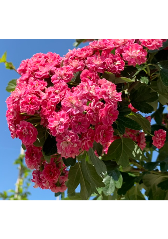 Rotdorn 'Pauls Scarlet' - Mehrstämmig | Crataegus media 'Pauls Scarlet'